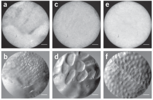 Demonstration of phase gradient microscopy in thick-tissue with back-illumination suitable for endoscopic integration. (a,c,e) amplitude images (b,d,f) phase gradient images of mouse intestinal epithelium. From T. ford, J. Chu, and J. Mertz, Nature Methods, 9, 1195 (2012). Jerome Mertz, Boston Univeristy, among other biomedical researchers, will be presenting latest breakthroughs in endoscopic imaging during invited talks at CLEO 2013 Applications and Technology: Biomedical.