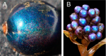 Figure 2. (a) The charming marble berry (Pollia condensata). (b) A single bunch of the fruit. Courtesy of S. Vignolini, P. J. Rudall, A. V. Rowland, A. Reed, E. Moyroud, R. B. Faden, J. J. Baumberg, B. J. Glover, and U. Steinera in PNAS 109 39 15712 (2012).