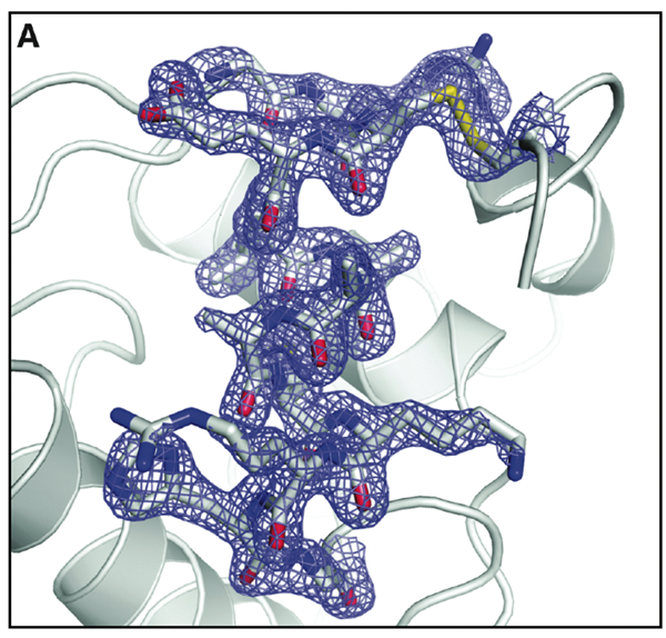Part of the protein structure (electron density map) at 1.9 Angstrom resolution of lysozyme elucidated by this new technique.