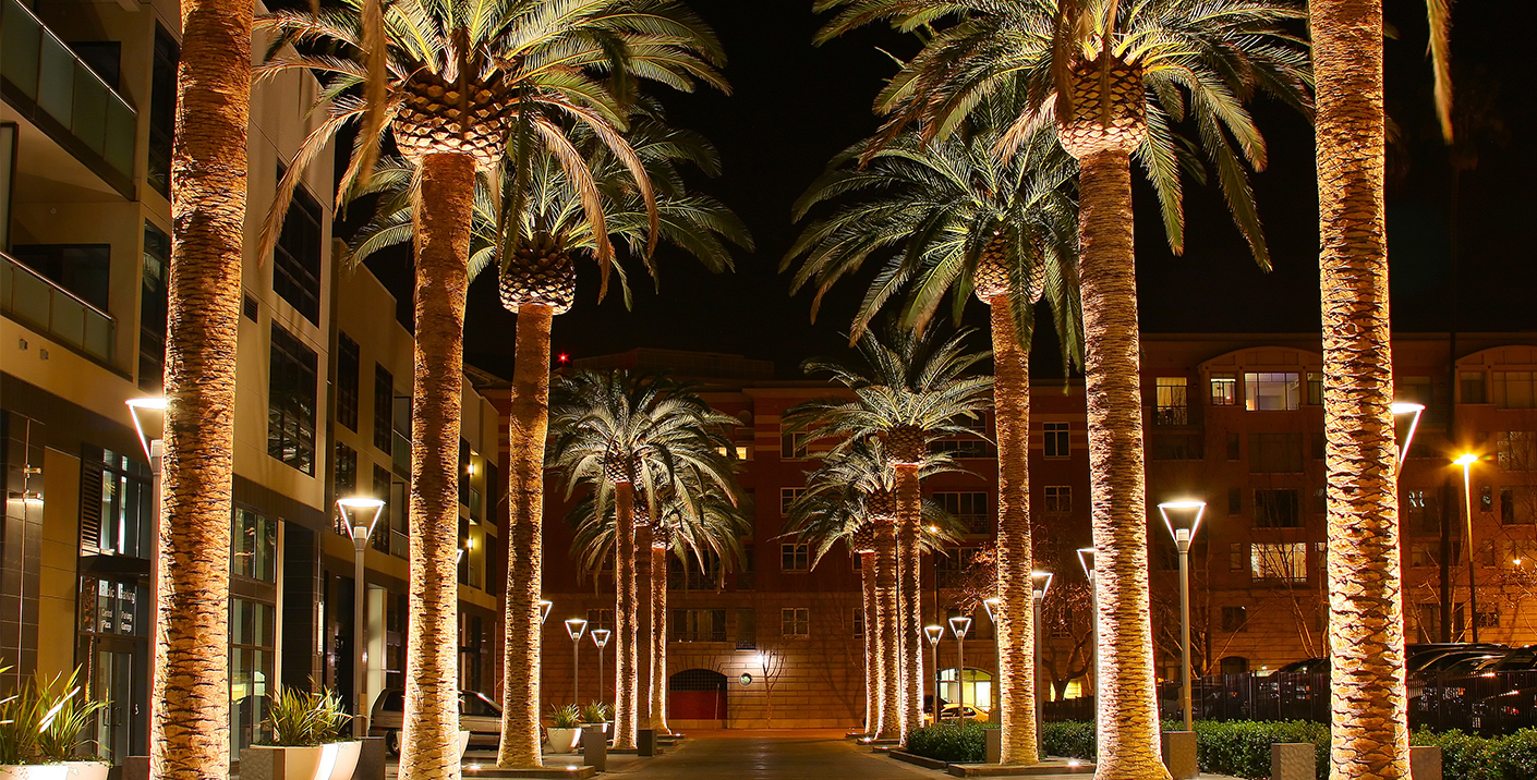 San Jose Palm Trees