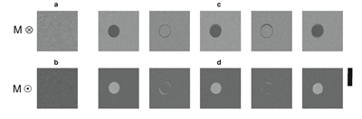 The magneto-optical image of GdFeCo alloy obtained after the action of a sequence of ultrafast laser pulses. (a) and (b) shows the images of the film with magnetic moment pointing down and up, respectively. (c) and (d) show the magnetization reversal after interacting with ultrafast pulses. The boundary of the circles shows the spot size of the light, and the scale bar is 20 um. Courtesy of T.A Ostler and et al., Nature Communication DOI:10.1038/ncomms1666.